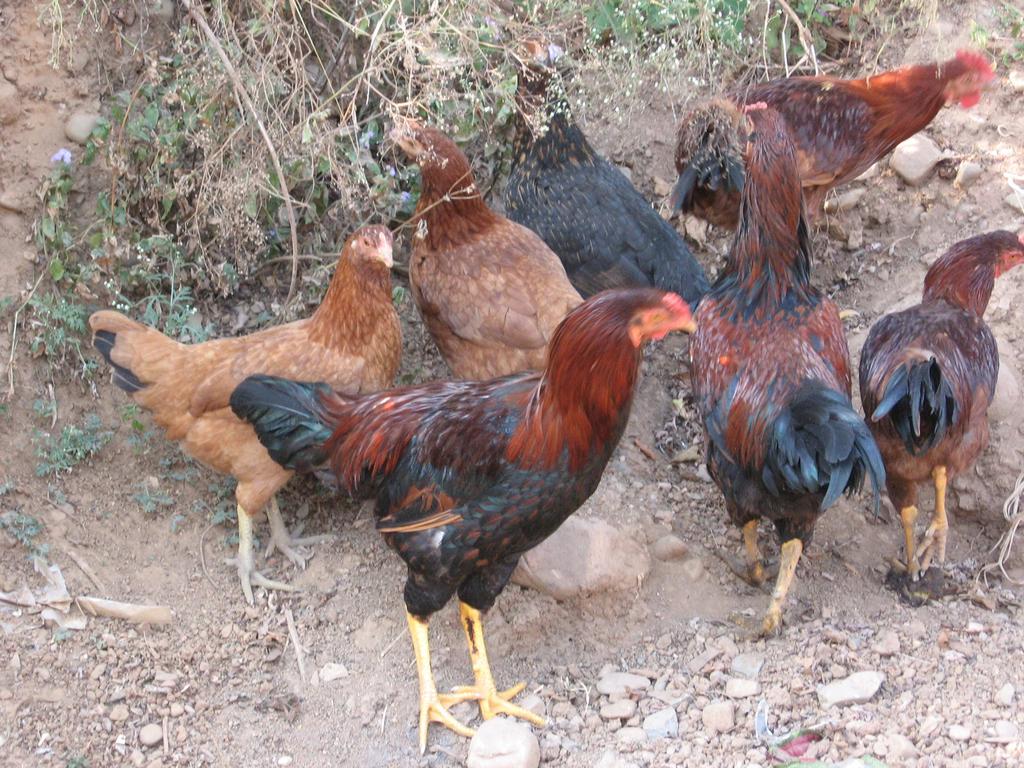 BACKYARD POULTRY IN MHWDP One of the major objectives of the Mid Himalayan Watershed Development Project is to improve the income of the rural households in the project area.