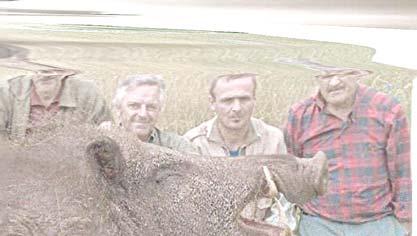 Ron sent these pictures of a 1,800# wild boar shot in northern Louisiana. 2014 EMAIL PIGEON GENETICS NEWSLETTER APRIL LESTER PAUL GIBSON 417 S. Chillicothe St.