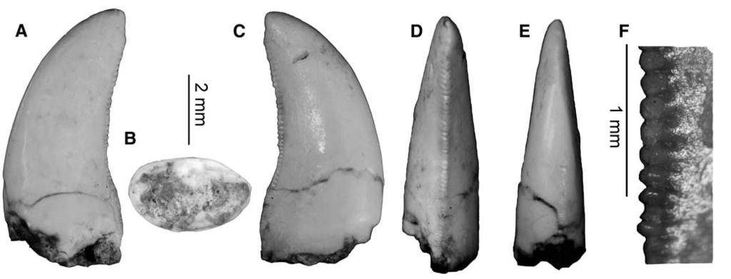 120 JOURNAL OF VERTEBRATE PALEONTOLOGY, VOL. 31, NO. 1, 2011 FIGURE 7. Theropod tooth of Morphotype 5 from the Middle-Upper Jurassic Shishugou Formation, Wucaiwan.