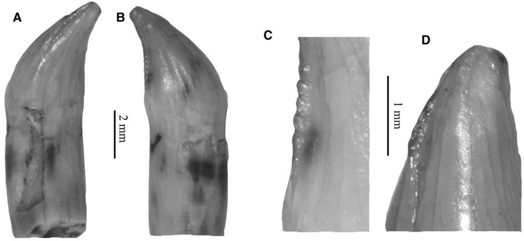122 JOURNAL OF VERTEBRATE PALEONTOLOGY, VOL. 31, NO. 1, 2011 FIGURE 9. Theropod tooth of morphotype 7 from the Middle-Upper Jurassic Shishugou Formation, Wucaiwan.