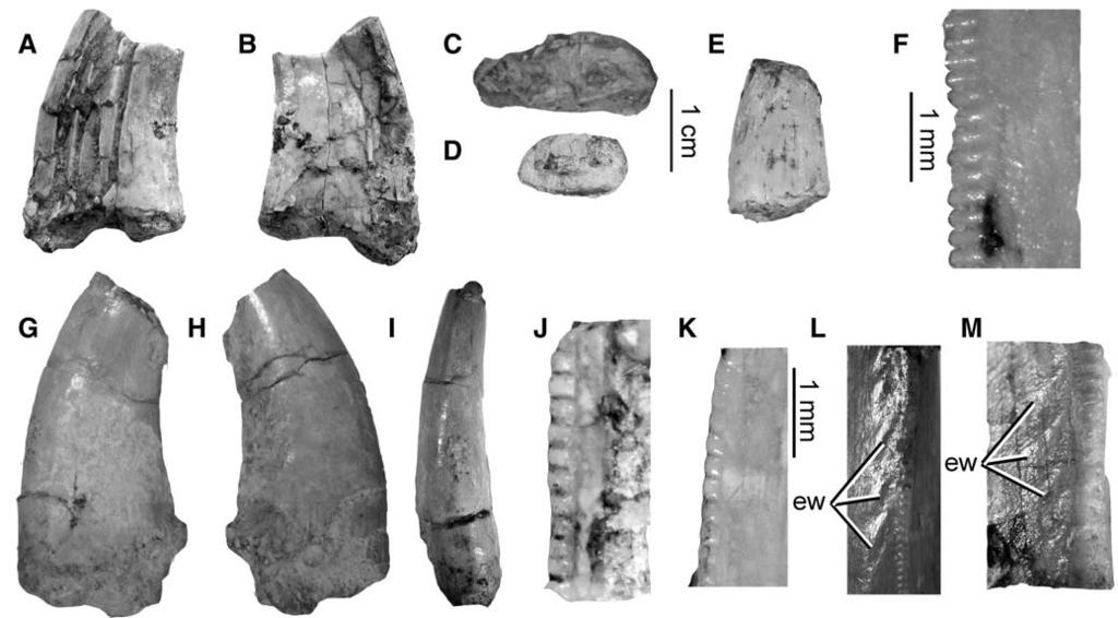 114 JOURNAL OF VERTEBRATE PALEONTOLOGY, VOL. 31, NO. 1, 2011 FIGURE 3. Theropod teeth of Morphotype 1 from the Middle-Upper Jurassic Shishugou Formation, Wucaiwan.