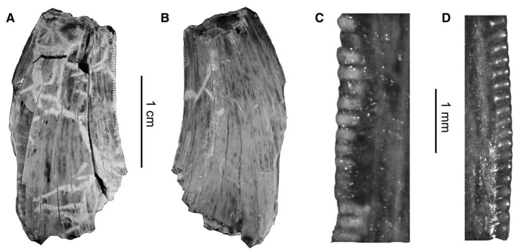 HAN ET AL. THEROPOD TEETH FROM CHINA 117 FIGURE 5. Theropod tooth of morphotype 3 from the Middle-Upper Jurassic Shishugou Formation, Wucaiwan.