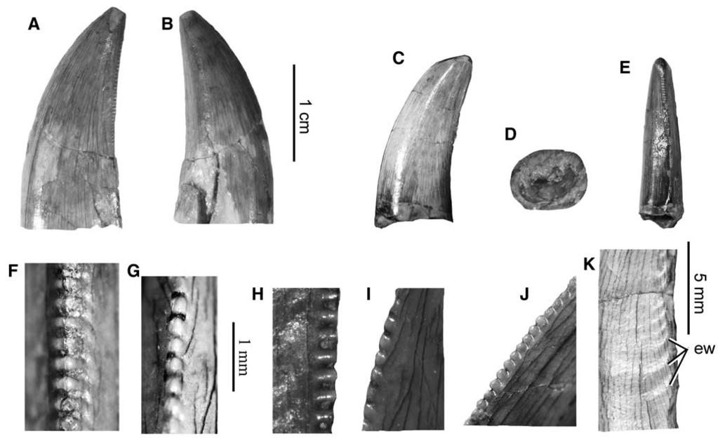 118 JOURNAL OF VERTEBRATE PALEONTOLOGY, VOL. 31, NO. 1, 2011 FIGURE 6. Theropod teeth of Morphotype 4 from the Middle-Upper Jurassic Shishugou Formation, Wucaiwan.
