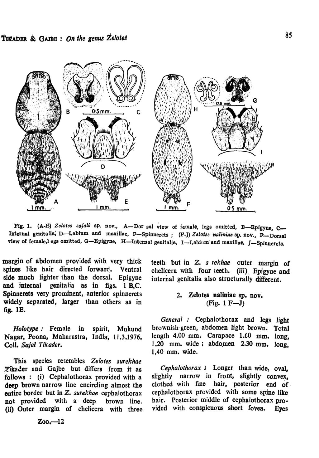 Tr~AbBR & GAmE : Oli ihe genus terotes 85, I mm.. Imm. f mm. Fig. 1. (A-E) Zelotes sfljali sp. nov.