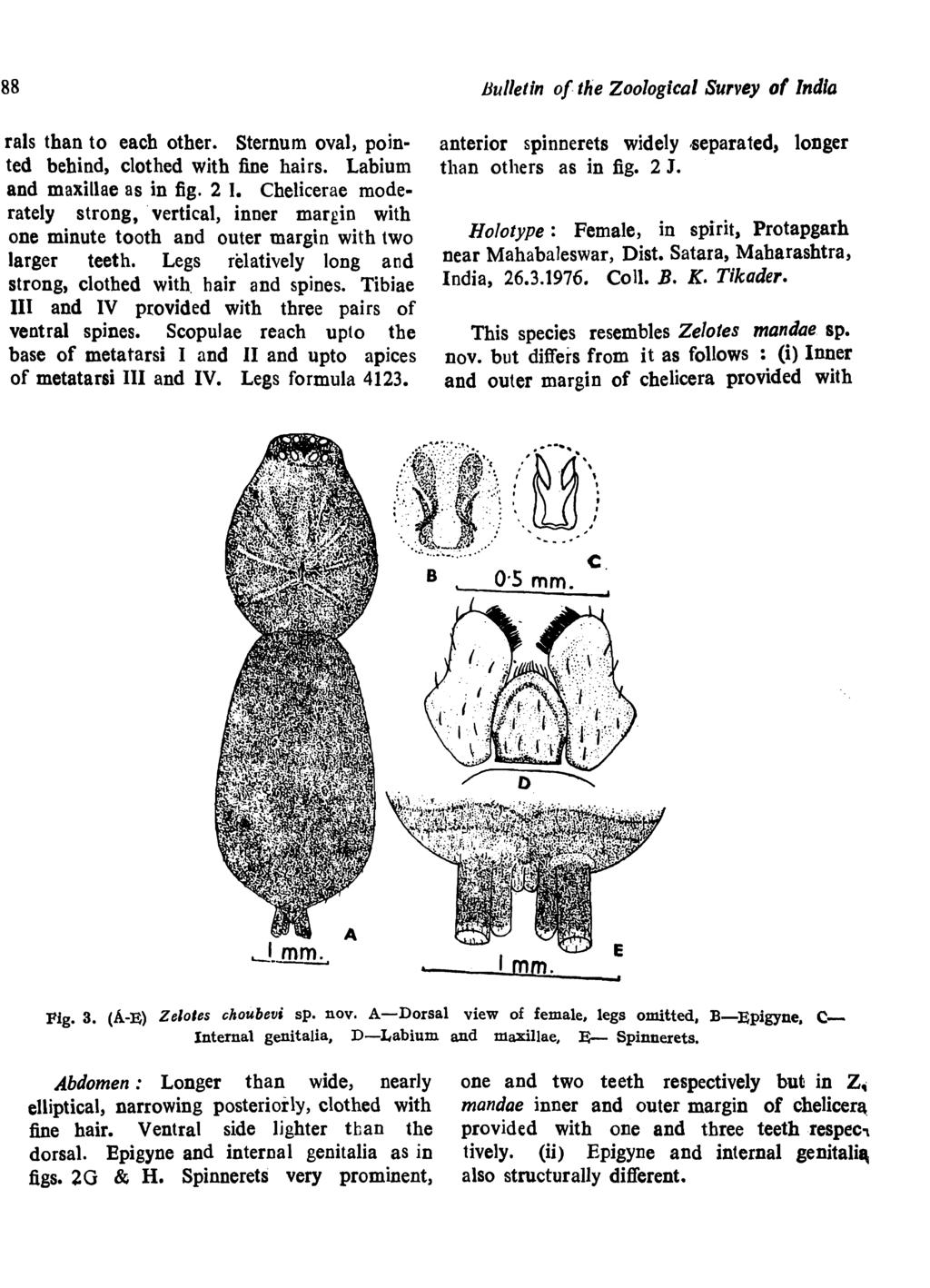 88 rals than to each other. Sternum oval, pointed behind, clothed with fine hairs. Labium and maxillae as in fig. 2 I.