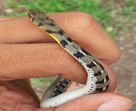 Checkered keelback is commonly called as Pandiwad. Checkered keelback varies in colour from greenish to yellow.