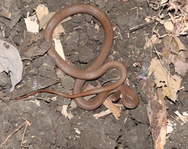 Fig :11 Banded racer Banded racer is commonly called as dhulnagin. The body is light or dark brown in colour with head little wider than neck (fig 11).