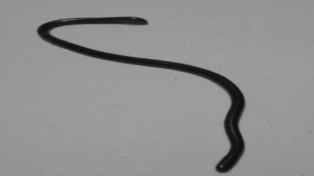 Fig.14 Beaked worm snake It is commonly called as chanchu wala. It is glossy black in colour.(fig. 14).Stout is painted like beak.