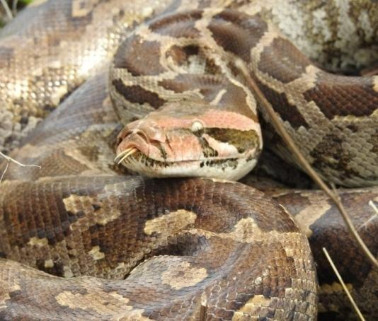 Fig.17 Indian rock python It is commonly called as Ajgar. It is one of the largest snake in India.