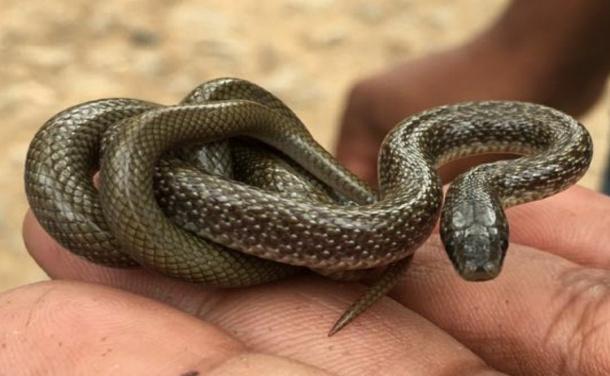 It is commonly called as jaad reti sarp. Its body is greyish brown in colour with black edges. It is found in hot and arid habitats.