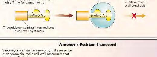 Alteration of the Drug Target Site Vancomycin Murray, NEJM Alteration of the Drug Target Site Enterococcal resistance to vancomycin -