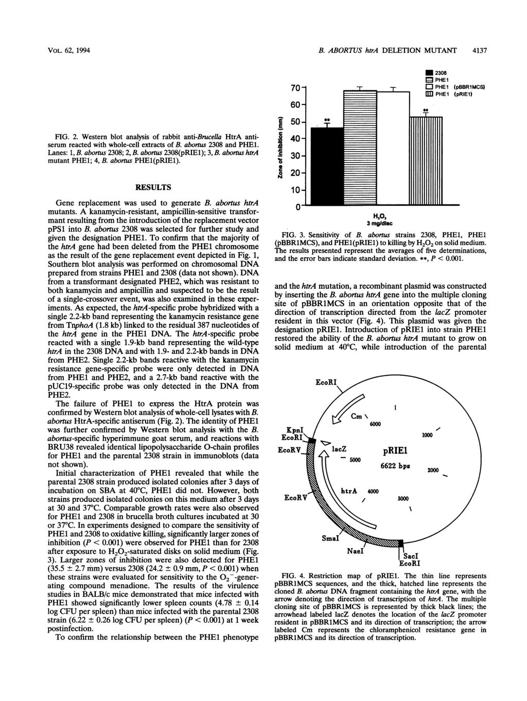 VOL. 62, 1994 B. ABORTUS htra DELETION MUTANT 4137 HtrA-*- 5;s r 2 FIG. 2. Western blot analysis of rabbit anti-brucella HtrA antiserum reacted with whole-cell extracts of B abornus 2308 and PHEL.