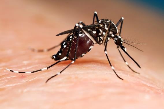 Local Mosquito Threats Culex tarsalis Western