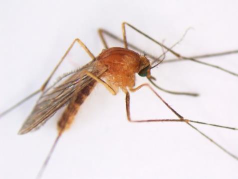 stigmatosoma Banded Foul Water Mosquito West Nile Virus