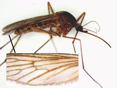 Culex erythrothorax Tule Mosquito West Nile Virus