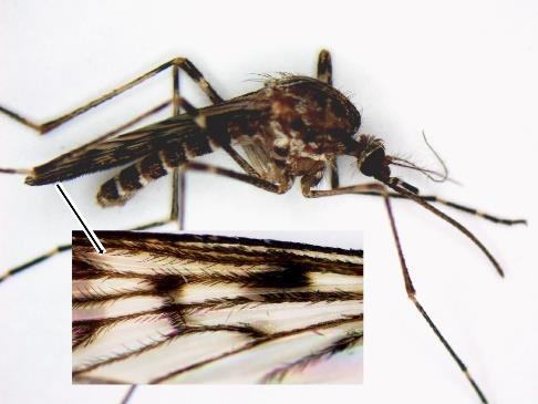 are currently 22 different species of mosquito found in