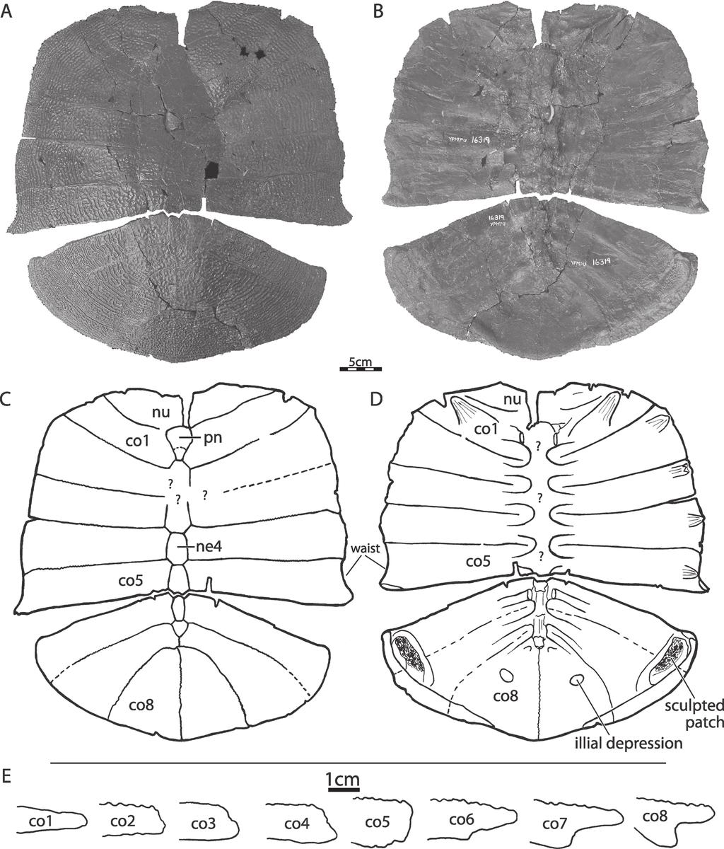316 Bulletin of the Peabody Museum of Natural History 50(2) October 2009 Figure 5. YPM PU 16319, holotype of Hutchemys arctochelys sp. nov. A. Dorsal view of carapace. B. Ventral view of carapace. C.
