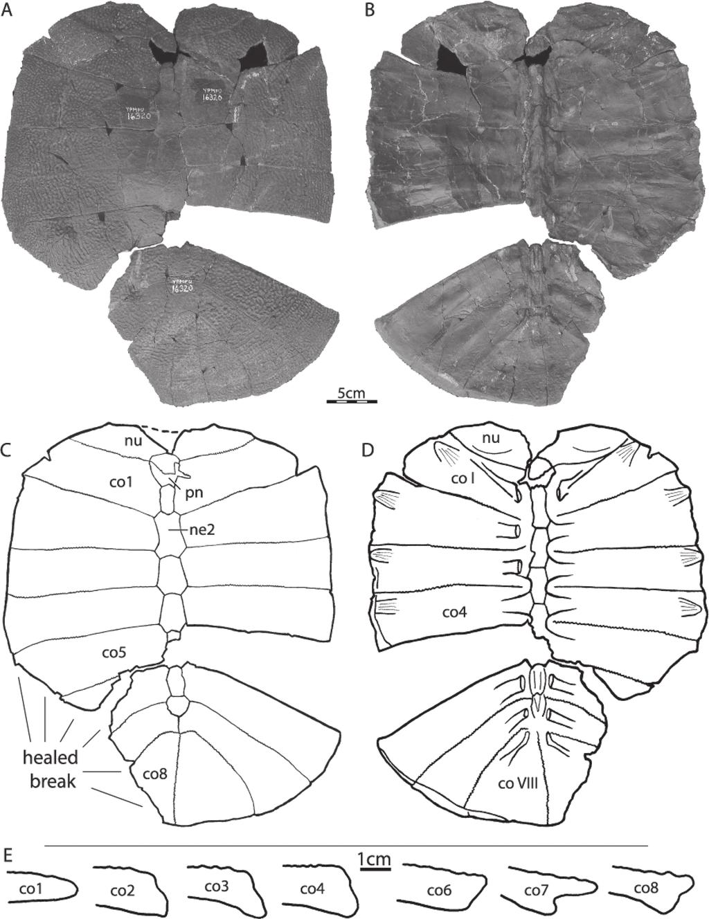 Two New Plastomenine Softshell Turtles Joyce et al. 317 Figure 6. YPM PU 16320, paratype of Hutchemys arctochelys sp. nov. A. Dorsal view of carapace. B. Ventral view of carapace. C.