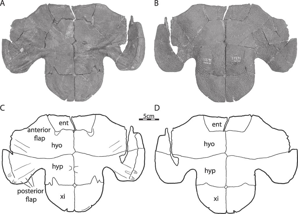 Two New Plastomenine Softshell Turtles Joyce et al. 319 Figure 8. YPM PU 16321, paratype of Hutchemys arctochelys sp. nov. A. Dorsal view of plastron. B. Ventral view of plastron. C.