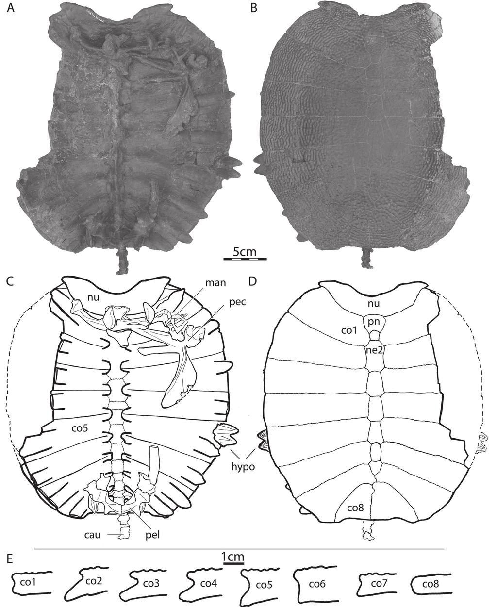 Two New Plastomenine Softshell Turtles Joyce et al. 311 Figure 2. YPM PU 16795, holotype of Hutchemys rememdium sp. nov. A. Ventral view of carapace. B. Dorsal view of carapace. C.
