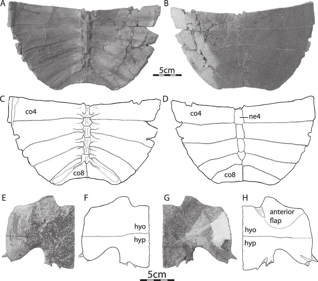 Two New Plastomenine Softshell Turtles Joyce et al. 313 Figure 4. Paratype of Hutchemys rememdium sp. nov. A. YPM PU 14985, ventral view of carapace. B. YPM PU 14985, dorsal view of carapace. C.