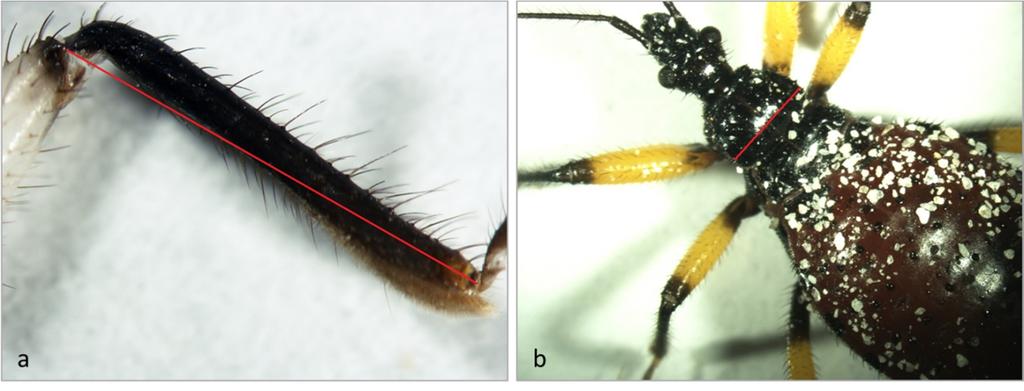 Figure Photographs used for measurements of tibia length (a) and pronotum width (b).
