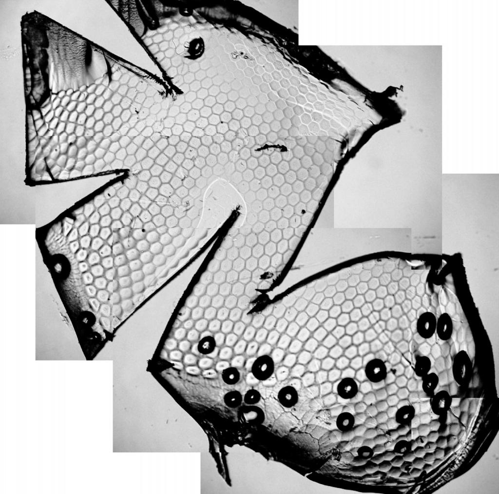 Figure Picture used for counting the number of facets in the eye of an adult specimen of Platymeris biguttatus.
