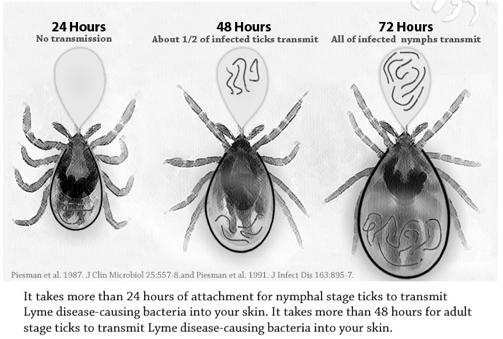 html Human- Tick Interaction Ticks, Lyme and Humans 10-30 min, up to 2 hours