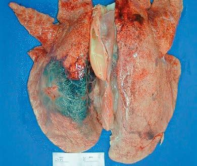 Lungs Pleuropneumonia (PP) Bacterial disease of the lung and its surface Cause: Actinobacillus pleuropneumoniae (APP) Can be acute (recent) or chronic (long-standing) Acute: fresh, active lesions