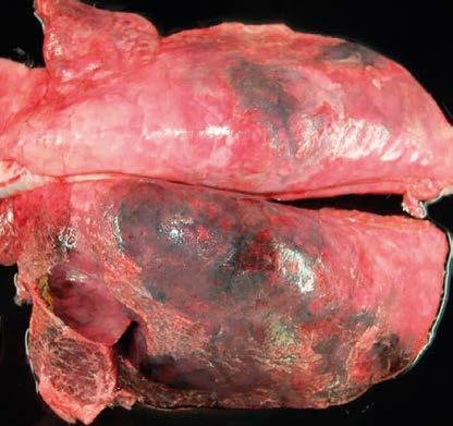 Chronic: old, established lesions typical of PP Solid black to red raised areas of pneumonia Film of pleuritis that migh