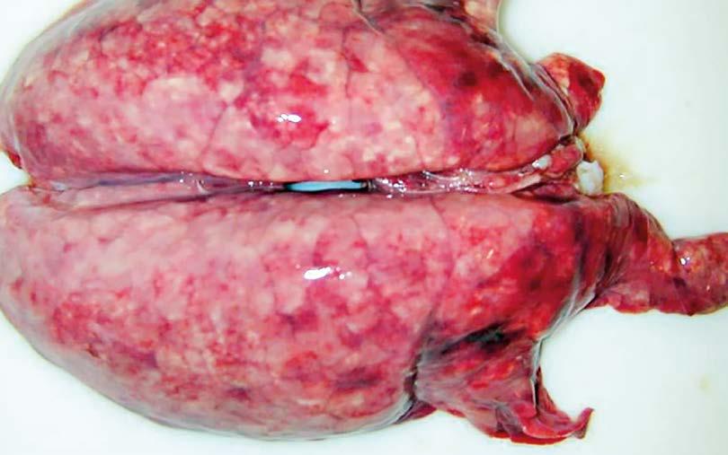 Viral Viral-like lesions in the lungs.