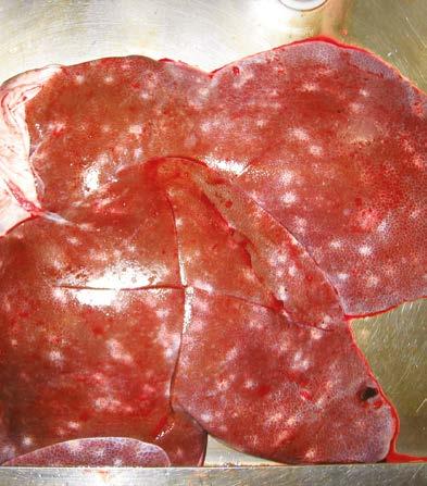 Liver Ascaris suum (milk spot) Milk spot liver is caused by migrating Ascaris suum (large roundworms).