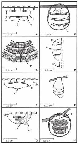 4 Sociobiology Vol. 42, No. 2, 2003 Fig. 1. Diagrams of the nests of some Epiponini wasps found in Brazil. A. Protopolybia sedula; B.