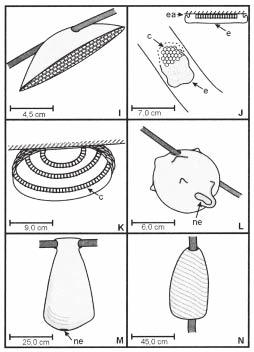 Arab, Alberto et al. Nests of Brazilian Epiponini Wasps 5 Fig. 1. (Cont.) I. Apoica pallens; J. Metapolybia sp (Frontal and lateral view); K. Protonectarina sylveirae; L.