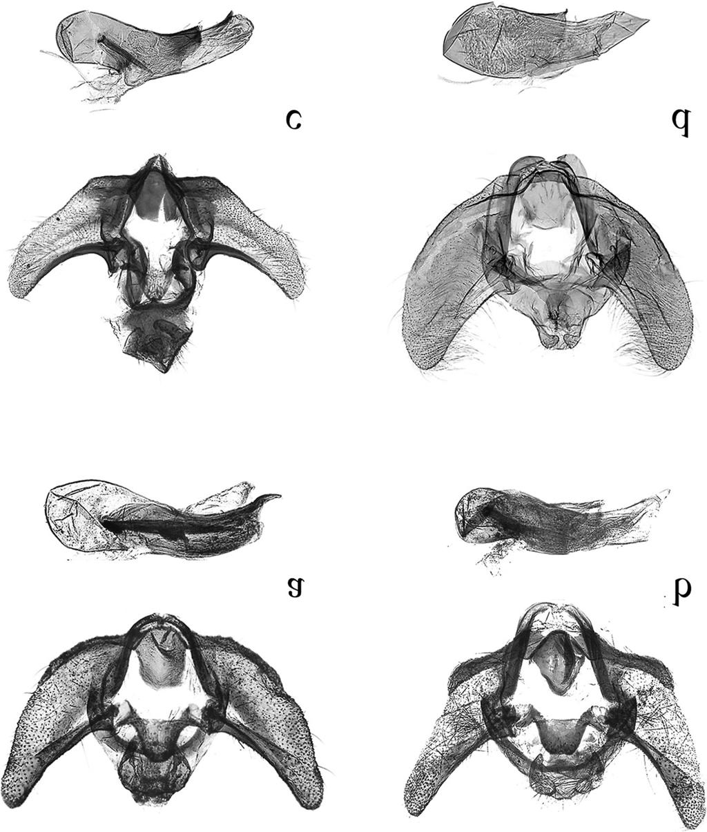 ENTOMOL. FENNICA Vol. 24 Cochylimorpha (Lep.: Tortricidae) in China 197 Fig. 2. Male genitalia of Cochylimorpha spp. a. C. subnomadana sp. n., holotype, slide no. SYH11525. b. C. declivana (Kennel), slide no.