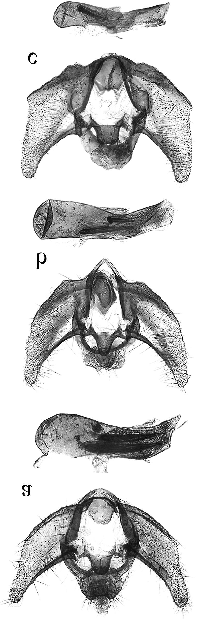 ENTOMOL. FENNICA Vol. 24 Cochylimorpha (Lep.: Tortricidae) in China 199 and the phallus lacks cornuti; the ductus bursae is gradually broadened posteriorly, and the corpus bursae lacks spines.