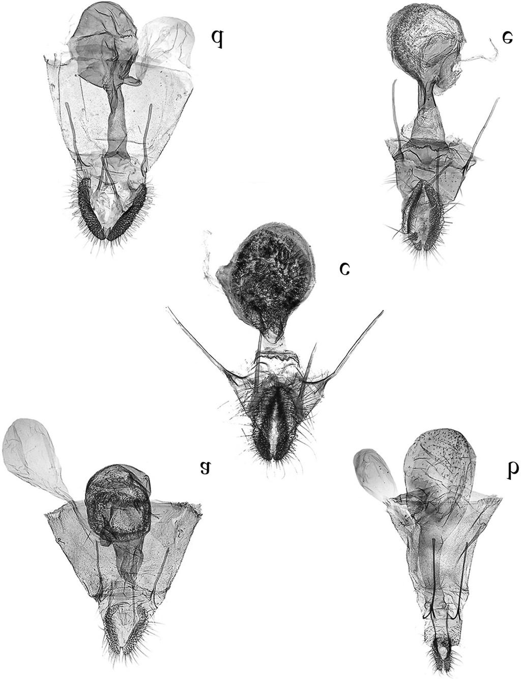 ENTOMOL. FENNICA Vol. 24 Cochylimorpha (Lep.: Tortricidae) in China 201 Fig. 4. Female genitalia of Cochylimorpha spp. a. C. halophilana clavana (Constant), slide no. SYH11344. b. C. meridiolana (Ragonot), slide no.