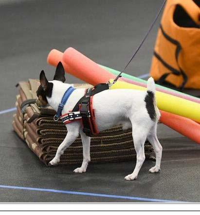 Alexx became the first Toy Fox Terrier to earn an AKC Scent Work Title at the Eukanuba Performance Games in