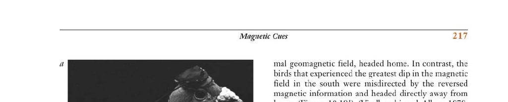 Magnelic Cues 217 a mal geomagnetic field, headed home.