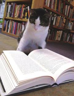 Padric and Eddy are actually not the first felines to call A Novel Idea home; they are in fact second editions.