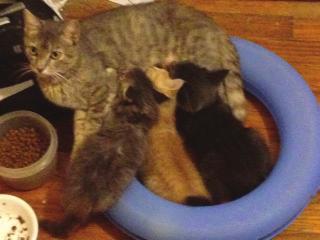 River and her kittens By Jeff Kennedy On Sunday, August 4, at 2:46 p.m., a call came into The Cat House hotline voicemail.