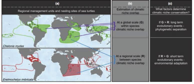Species distribution Almpanidou, V., Schofield, G. & Mazaris, A. D. (2017) Unravelling the climatic niche overlap of global sea turtle nesting sites: Impact of geographical variation and phylogeny. J.