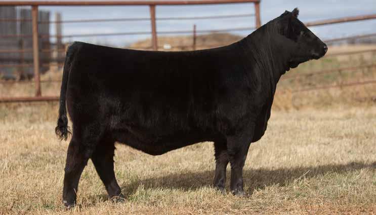 Here is a standout daughter of the $47,000, Brooking Real Estate 6072, who is a direct son of the great Rose 1019.