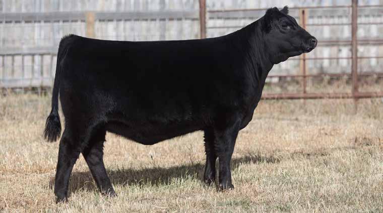 Brooking Rose 8119 has a high quality phenotype, angular front, level hip and has the rib shape to make her a future donor female. She much resembles her dam in so many ways.