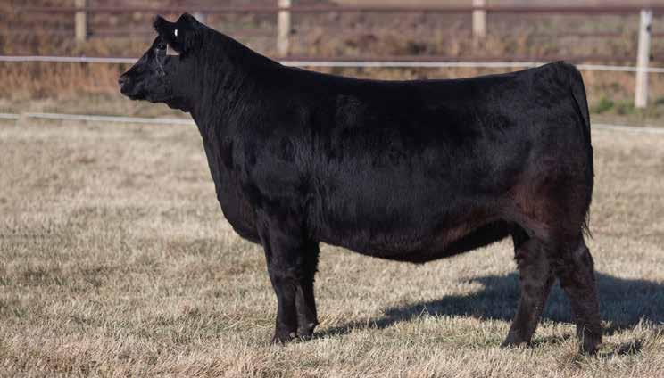 3 51 91 23 50 n/a 4 3 Observed Bred on June 22/18 to Ellingson Remedy 6452 Last summer we had a great time working with Bohrson s having the Motive Event.
