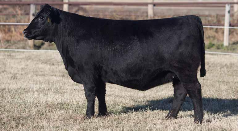 Brooking Annie K 7131 is a deeb ribbed, easy fleshing female with that unmistakeable Bank Note appearance.
