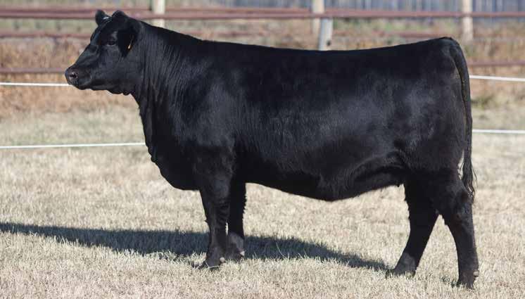 20 *Ultrasound estimated due on February 28, 2019. Brooking Maureen Emilie 7087 is one of my favourite cow prospects in the sale.