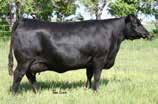 Study this heifers teat placement, structure, body shape, and broody look and thats what we define as the functional kind.