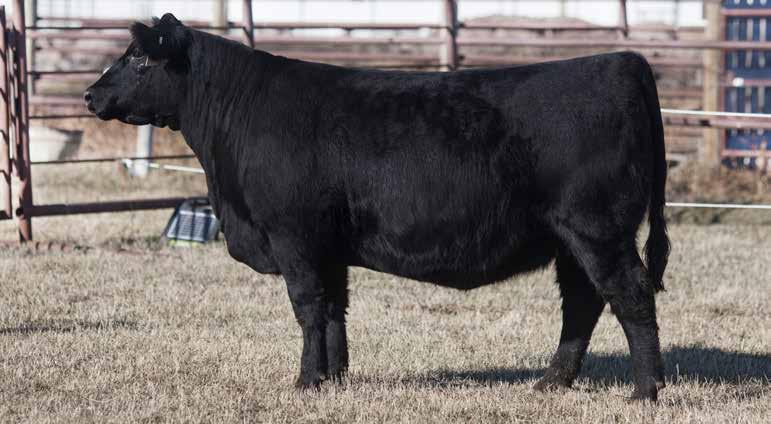 20 A moderate framed and easy fleshing female that is sure to have a beautiful udder. The dam was purchased in the 2015 sale by Brayden Schmidt and Mark Lustig.