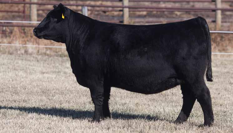 20 Brooking Ruby Senta 7150 is a daughter of Hoffman Opportunist 4640. Opportunist was lost un-timely after his first breeding season.